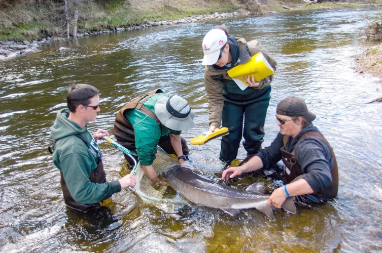 Study: Lake sturgeon may live more than 400 years